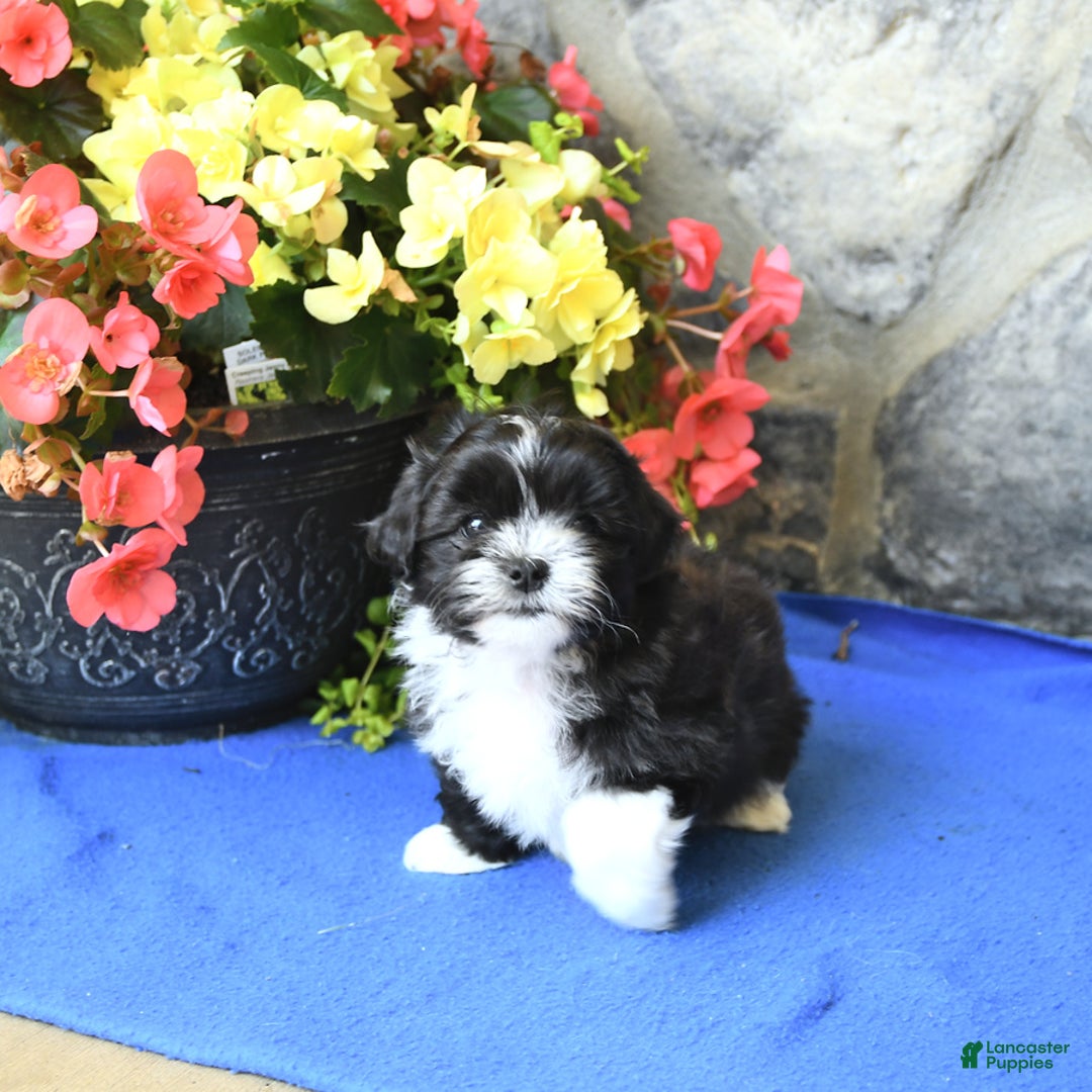 Teddy Bear dogs for sale: Kelsey - Image 2