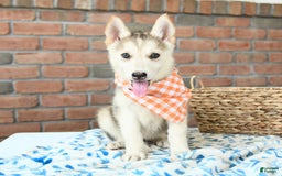 Gerberian Shepsky dogs for sale: Briggs - Image 3