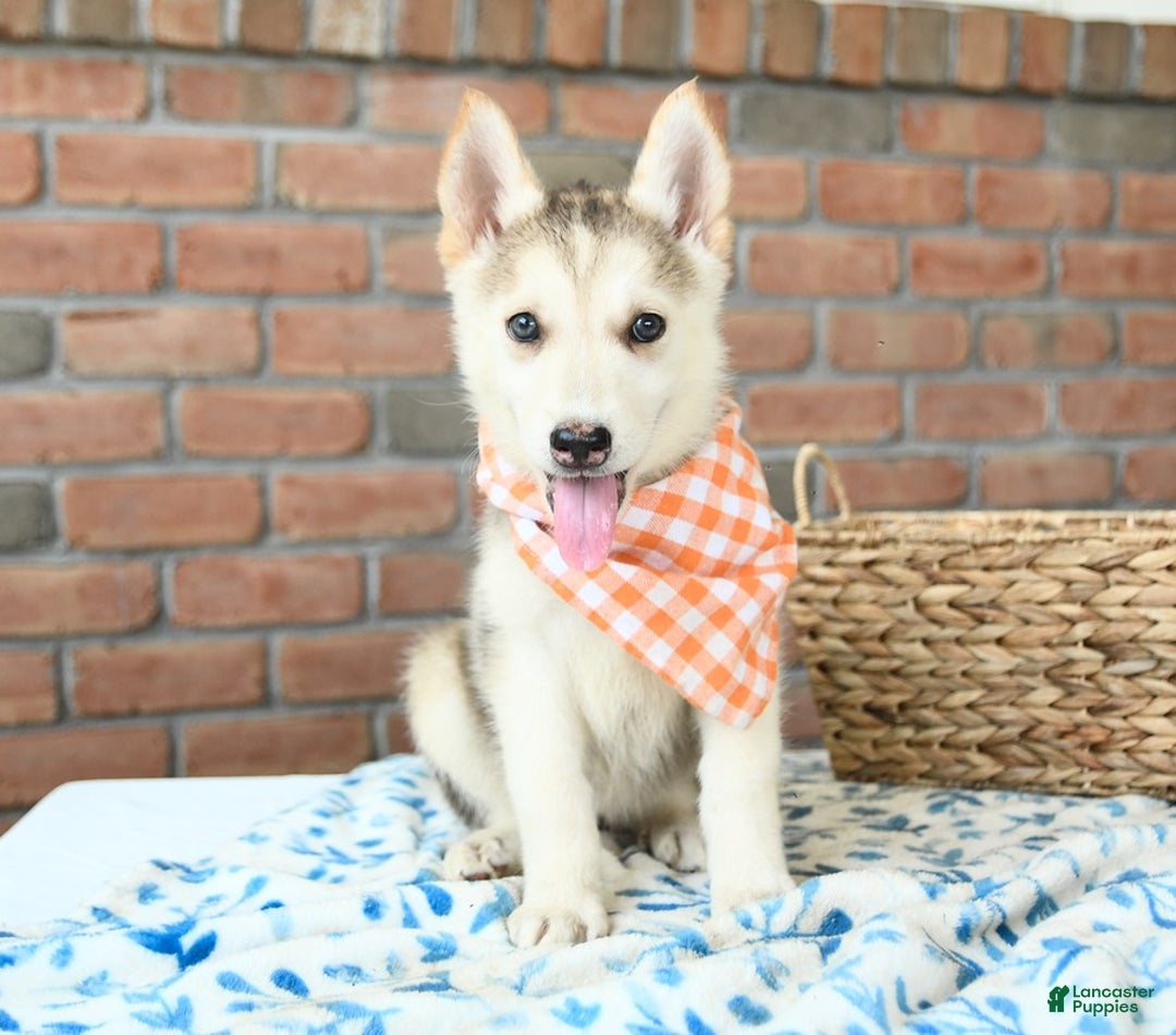 Gerberian Shepsky dogs for sale: Briggs - Image 3