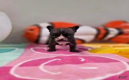 French Bulldog dogs for sale: Brinklee tiny Brindle - Image 1