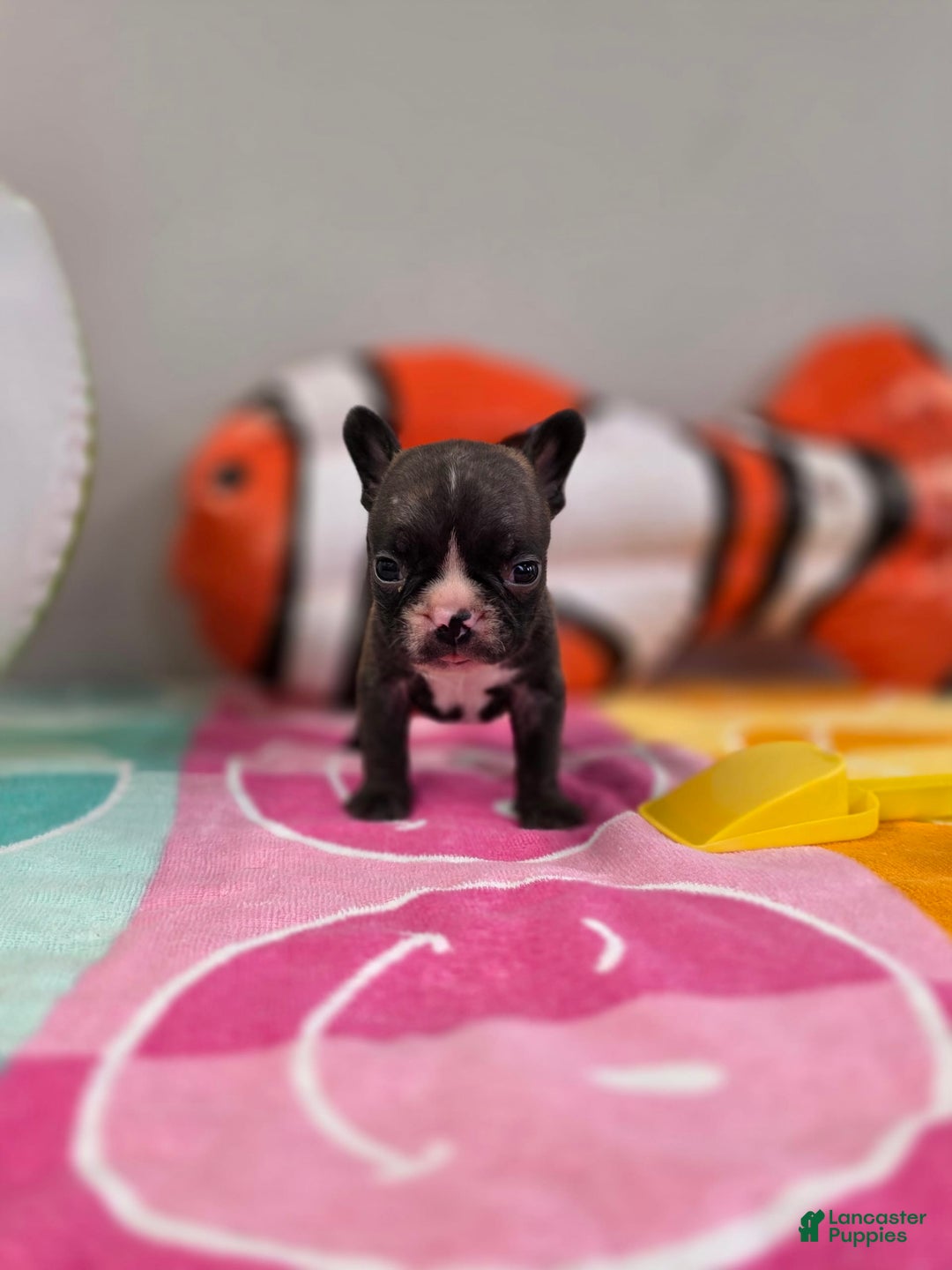 French Bulldog dogs for sale: Brinklee tiny Brindle - Image 1