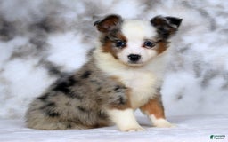  dogs for sale: Frisky - Image 7