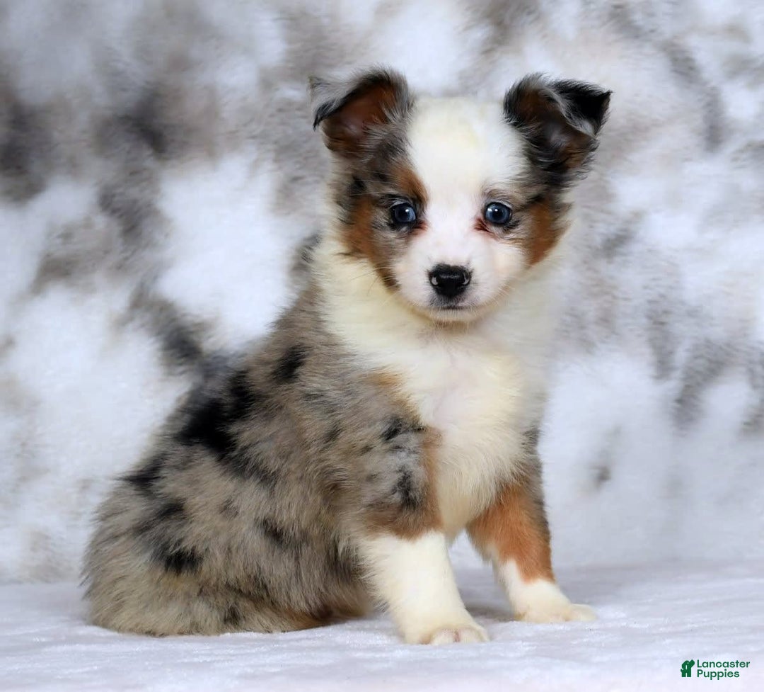  dogs for sale: Frisky - Image 7