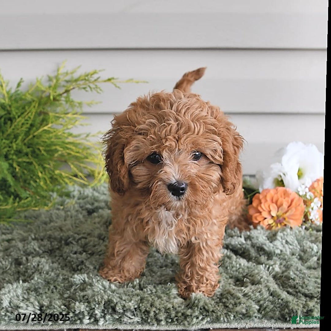 Cavapoo dogs for sale: Princess - Image 4