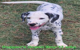 Dalmatian dogs for sale: Peppers Green Boy - Image 11