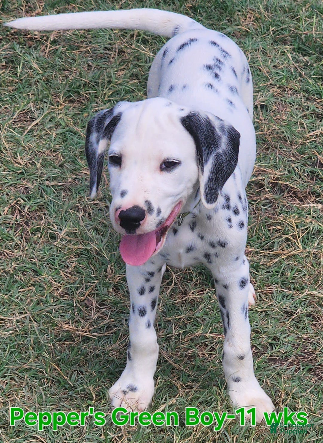 Dalmatian dogs for sale: Peppers Green Boy - Image 11