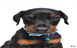 Doberman Pinscher dogs for sale: Melody - Image 3