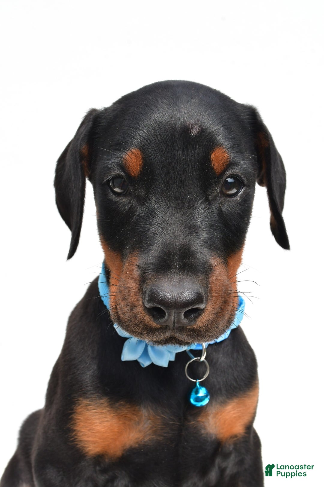 Doberman Pinscher dogs for sale: Melody - Image 3