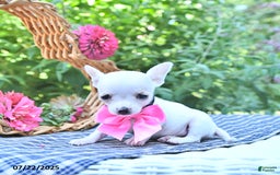 Chihuahua dogs for sale: Ava - Image 4