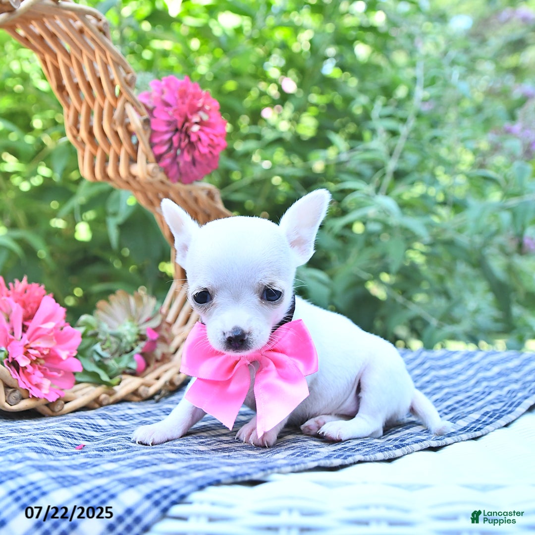Chihuahua dogs for sale: Ava - Image 4