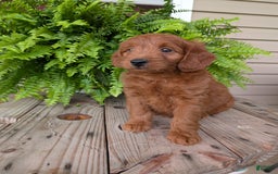 Mini Goldendoodle dogs for sale: Mini-logan - Image 38