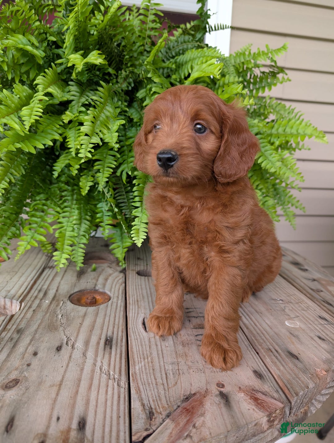 Mini Goldendoodle dogs for sale: Mini-logan - Image 38
