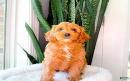 Cavapoo dogs for sale: Ivory - Image 6