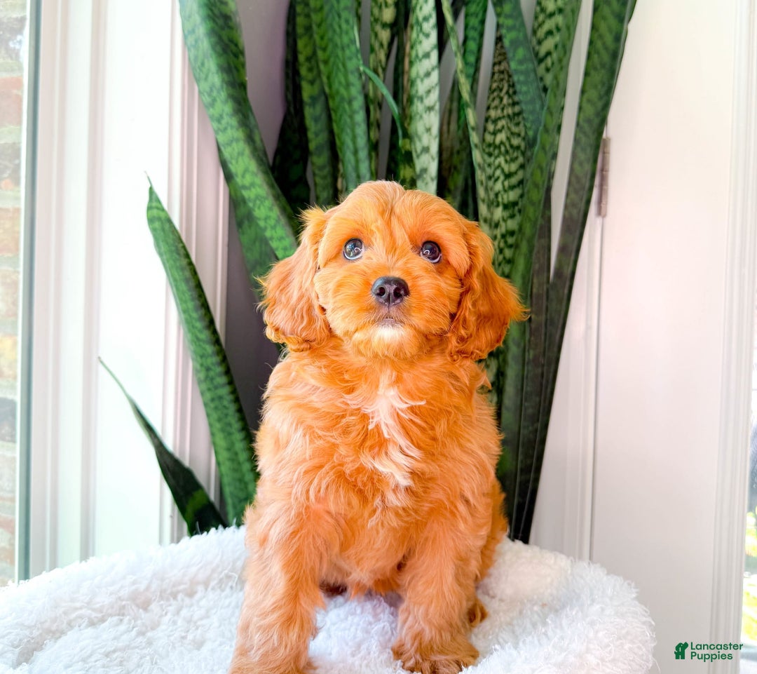 Cavapoo dogs for sale: Ivory - Image 6