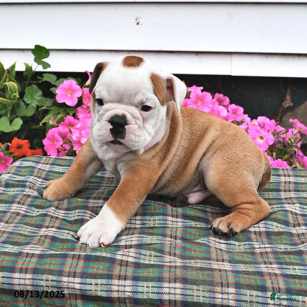 English Bulldog dogs for sale: Boots - Image 2