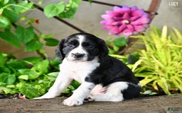 English Springer Spaniel dogs for sale: Lucy - Image 2