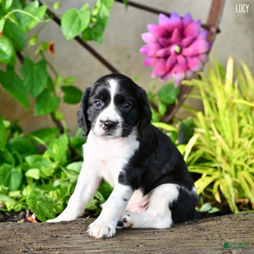 English Springer Spaniel dogs for sale: Lucy - Image 2