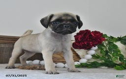 Puggle dogs for sale: Sunflower - Image 1