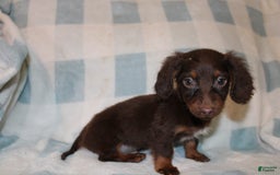 Dachshund dogs for sale: Austin Mini - Image 12
