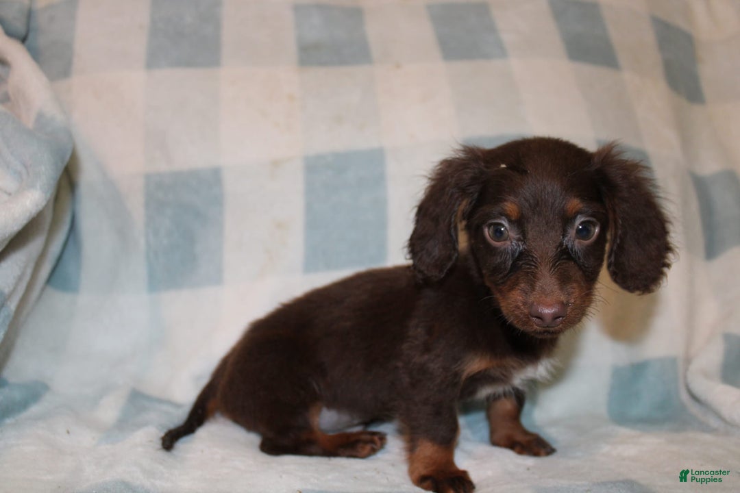 Dachshund dogs for sale: Austin Mini - Image 12