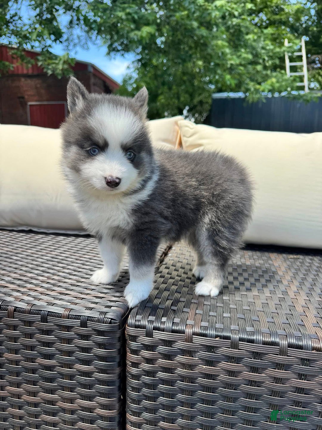 Pomsky dogs for sale: Magneto - Image 5