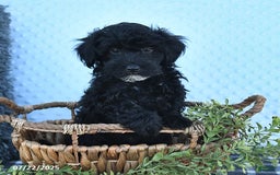 Havapoo dogs for sale: Blake - Image 9