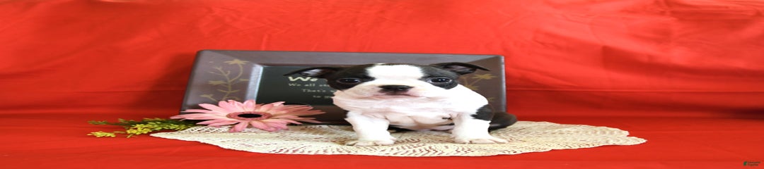Holly