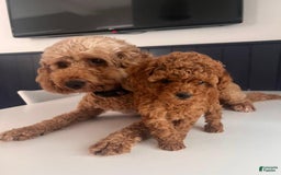 Toy Poodle dogs for sale: Mylar - Image 5