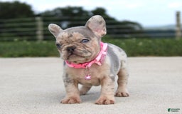 French Bulldog dogs for sale: Anya - Image 8