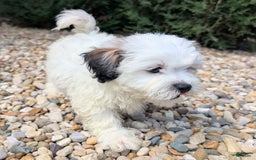 Teddy Bear dogs for sale: Custard - Image 2