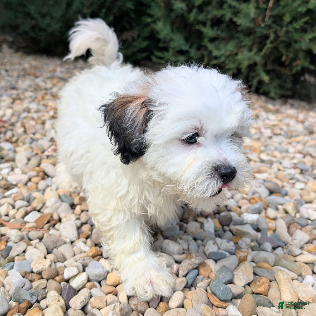 Teddy Bear dogs for sale: Custard - Image 2
