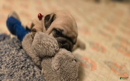 Pug dogs for sale: Don - Image 13