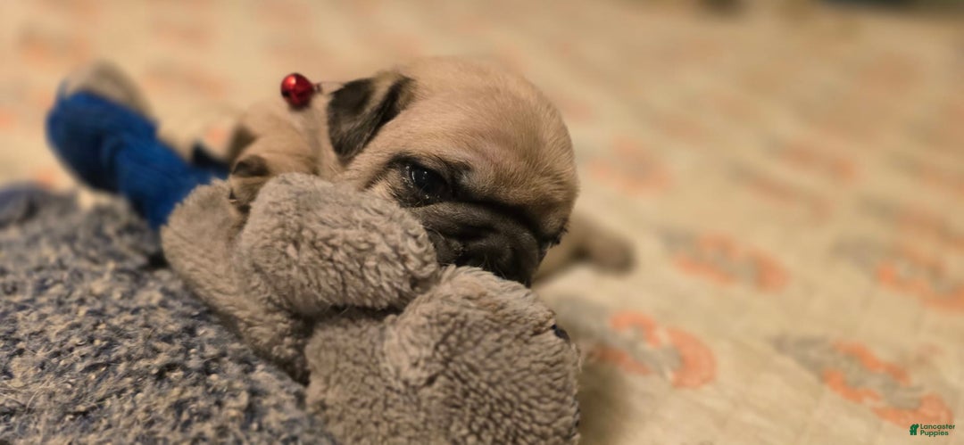 Pug dogs for sale: Don - Image 13