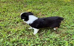 Australian Shepherd dogs for sale: Lilly - Image 7