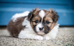 Papillon dogs for sale: Rome - Image 16