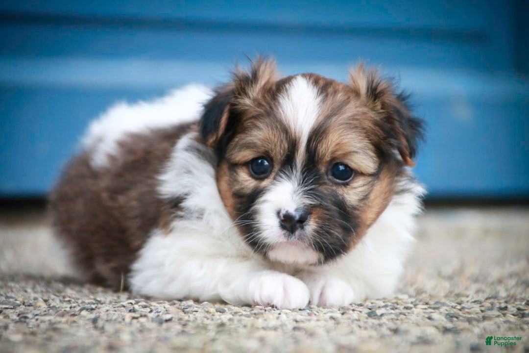 Papillon dogs for sale: Rome - Image 16