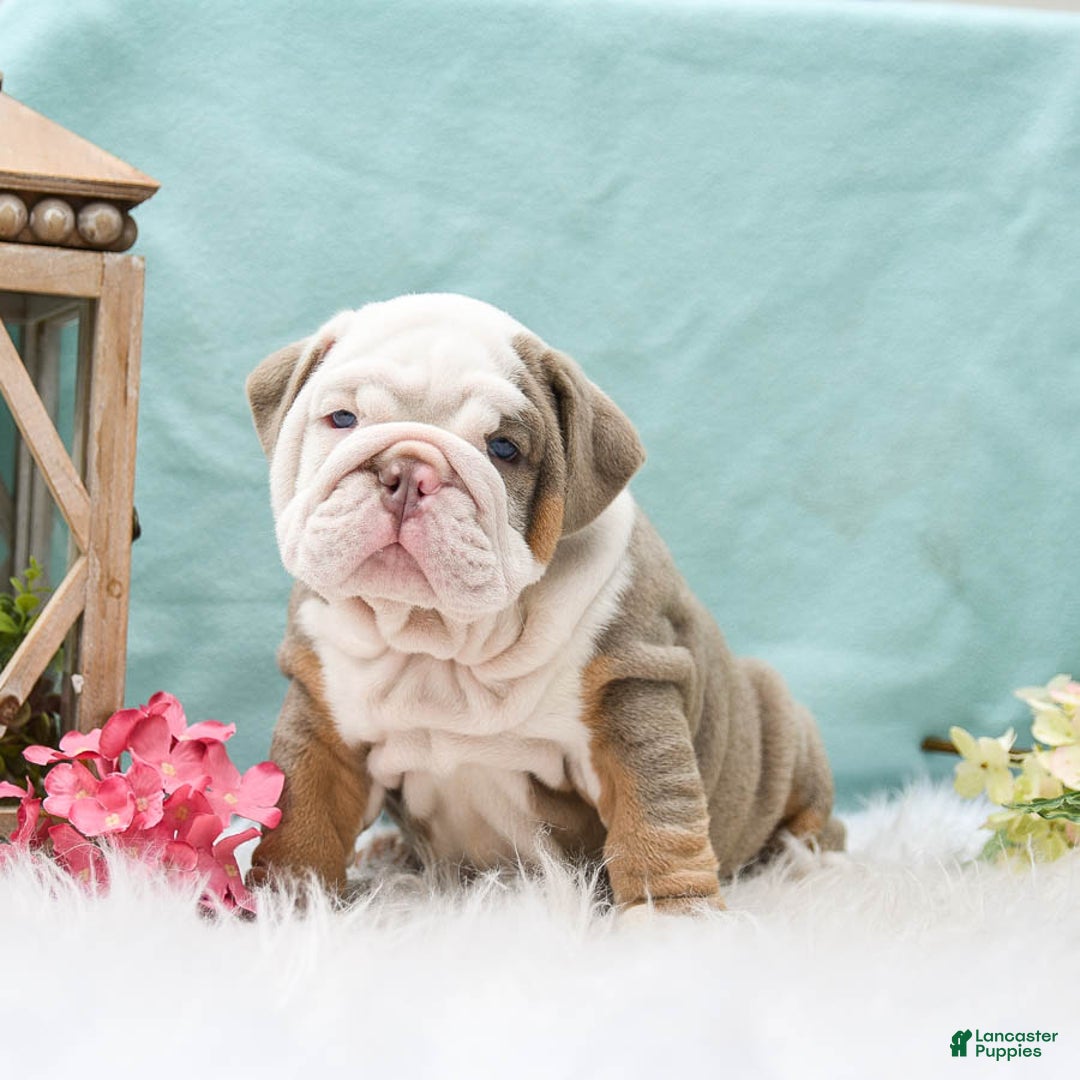 English Bulldog dogs for sale: Buster - Image 4