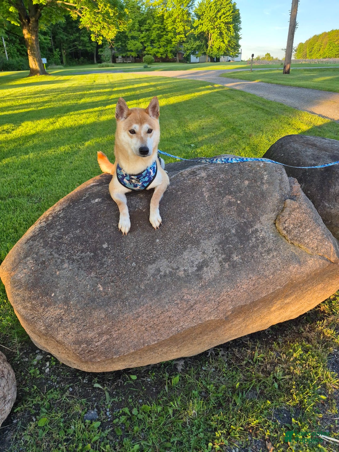 Shiba Inu dogs for sale: Reva - Image 4