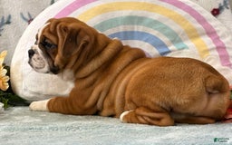English Bulldog dogs for sale: Mabel 6601 - Image 2