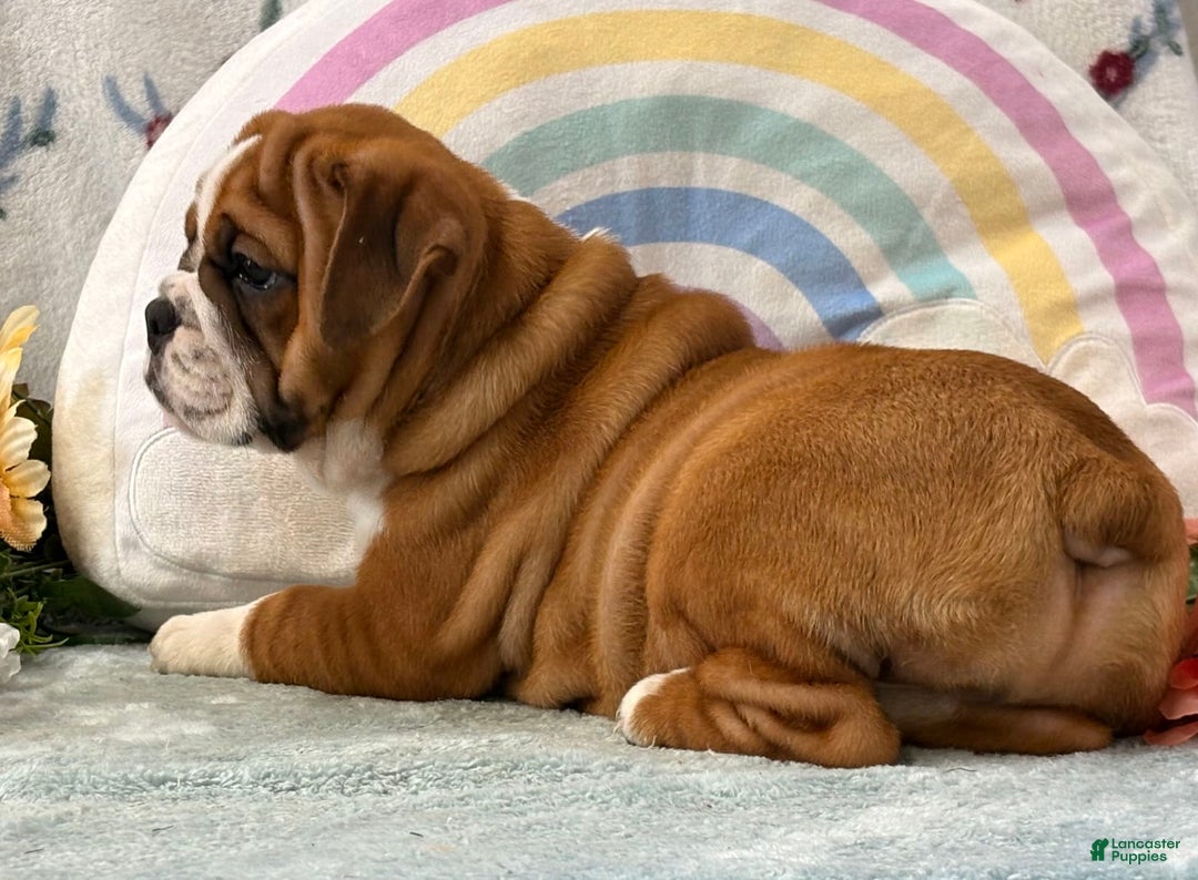 English Bulldog dogs for sale: Mabel 6601 - Image 2