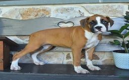 Boxer dogs for sale: Feliz - Image 2