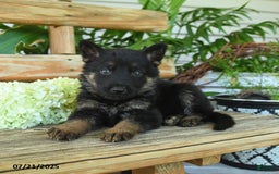 German Shepherd dogs for sale: German Shepherd 10 puppies - Image 16