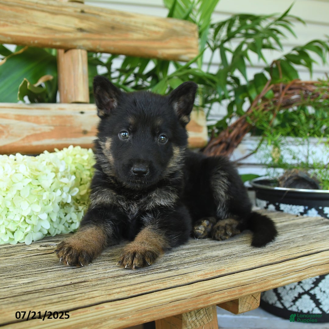 German Shepherd dogs for sale: German Shepherd 10 puppies - Image 16