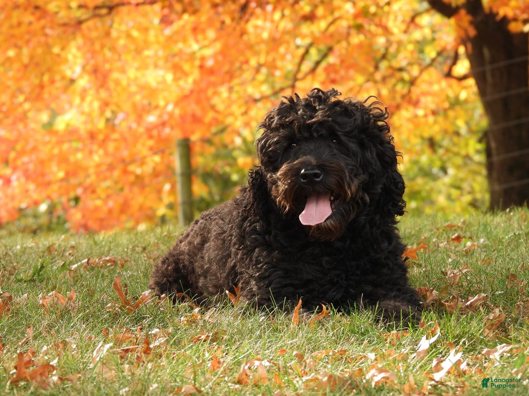 Portuguese Water Dog dogs for sale: Soloman - Image 9