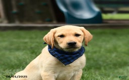 Labrador Retriever dogs for sale: Whitney - Image 9