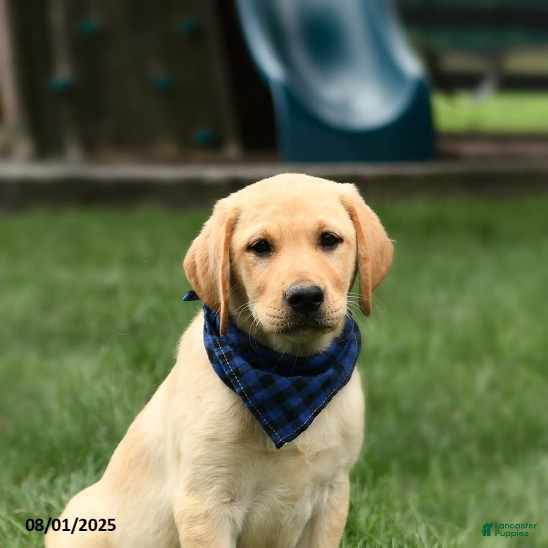 Labrador Retriever dogs for sale: Whitney - Image 9