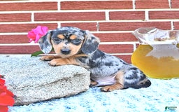 Miniature Dachshund dogs for sale: Tommy - Image 1