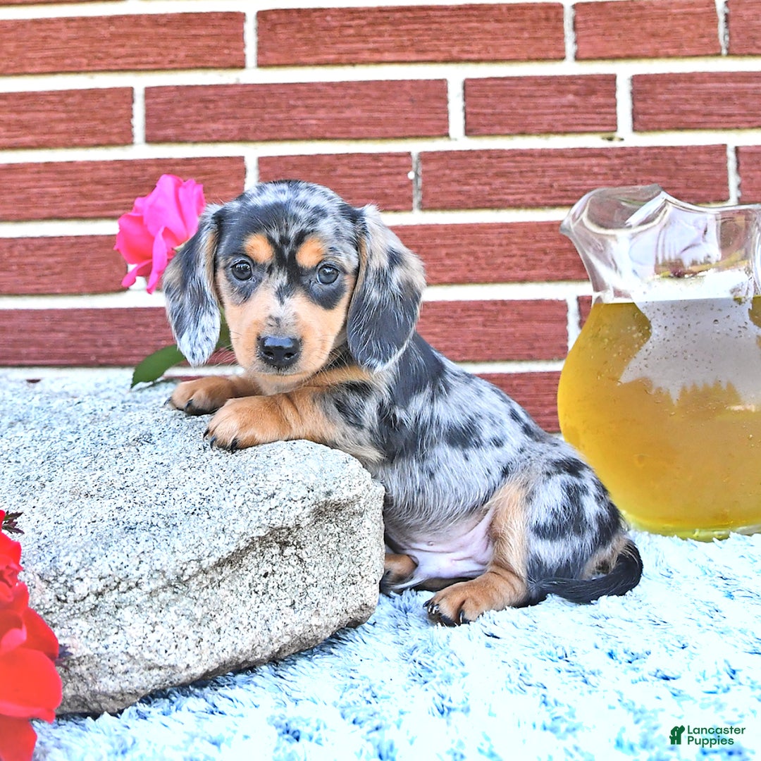 Miniature Dachshund dogs for sale: Tommy - Image 1
