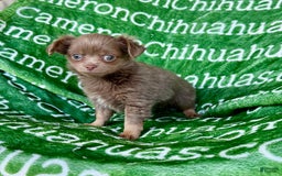 Chihuahua dogs for sale: Tobias Lavender Long Coat - Image 38