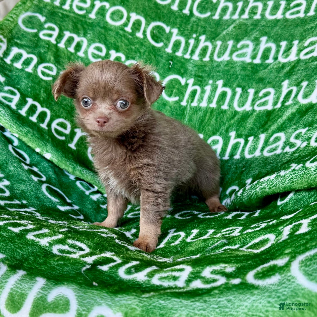 Chihuahua dogs for sale: Tobias Lavender Long Coat - Image 38
